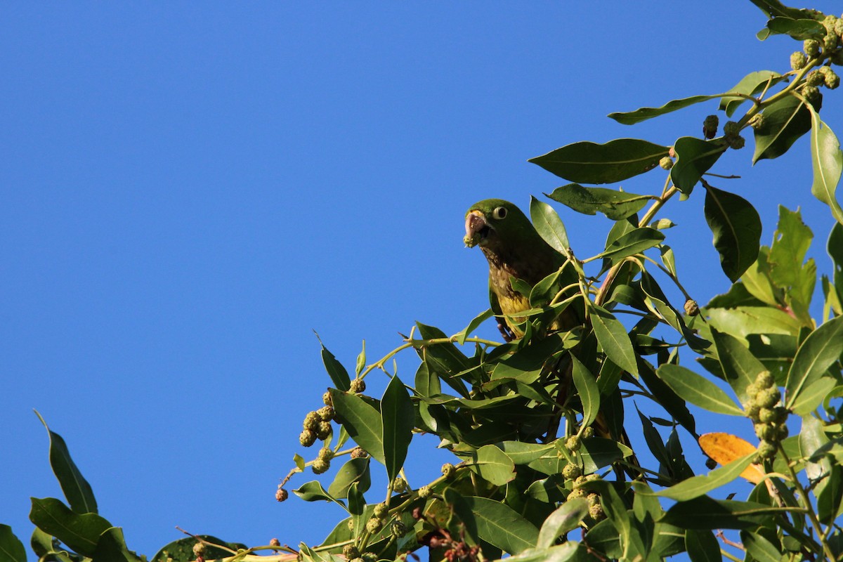 Olive-throated Parakeet - ML627368731