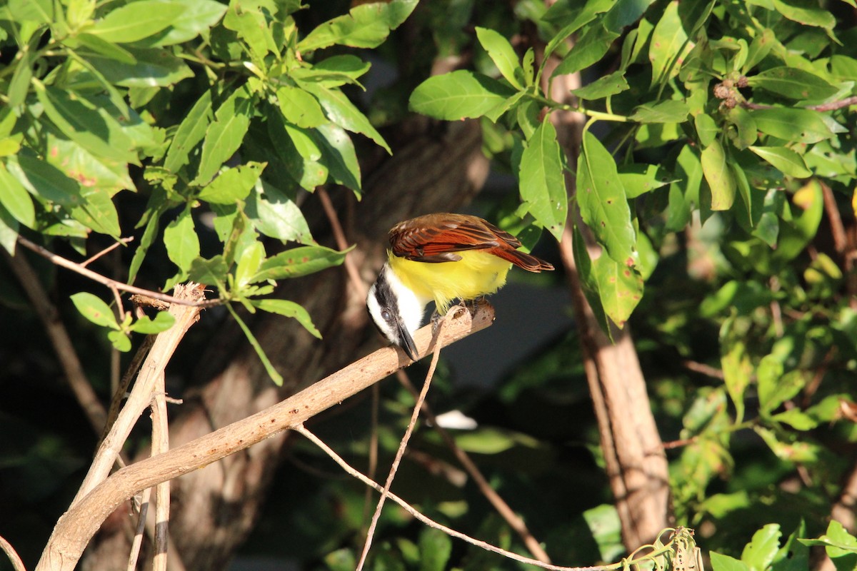 Great Kiskadee - ML627368734