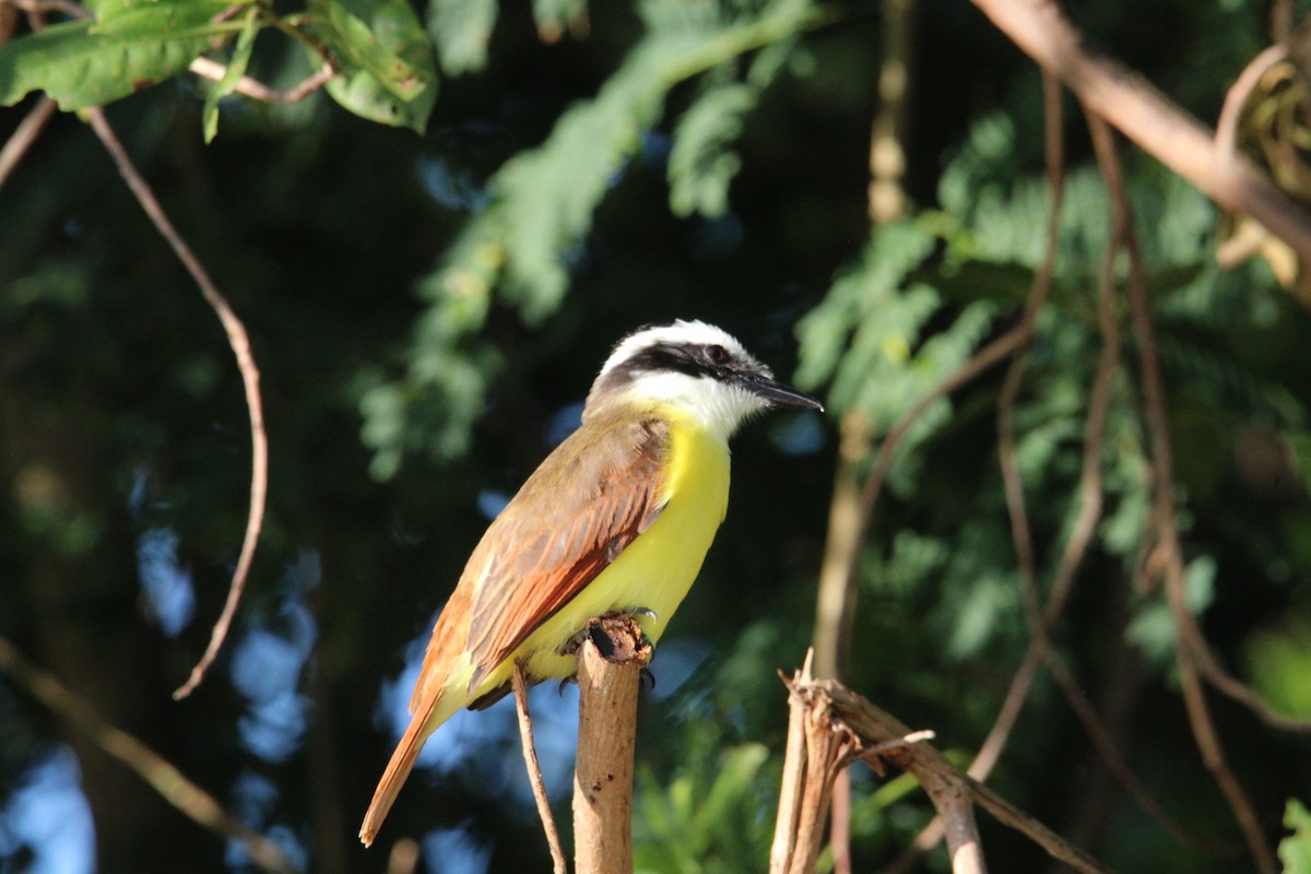 Great Kiskadee - ML627368735