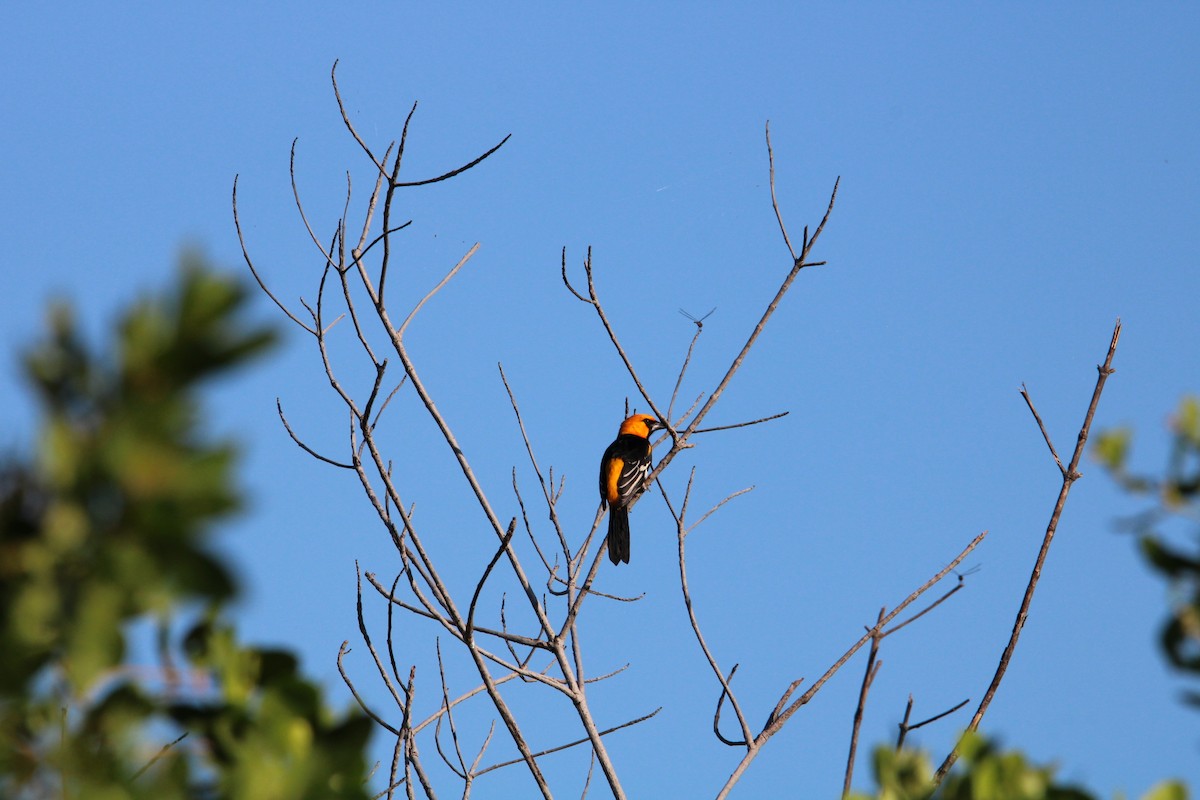 Hooded Oriole - ML627368743