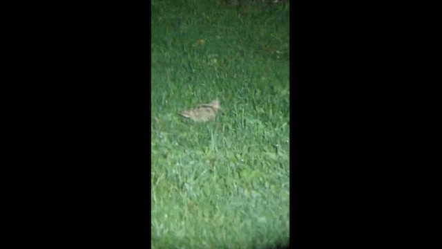 Eurasian Woodcock - ML627368900