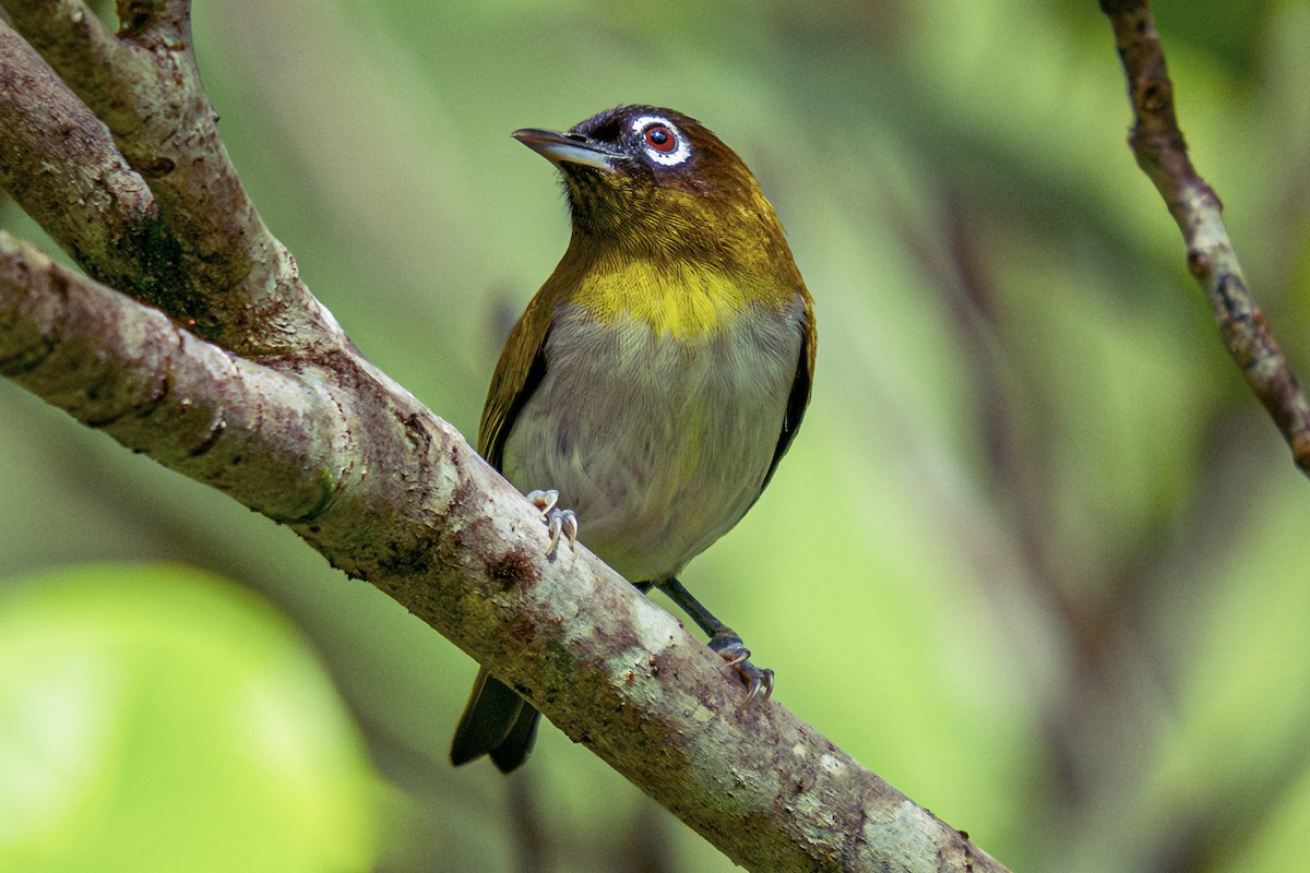 Seram White-eye - ML627368958
