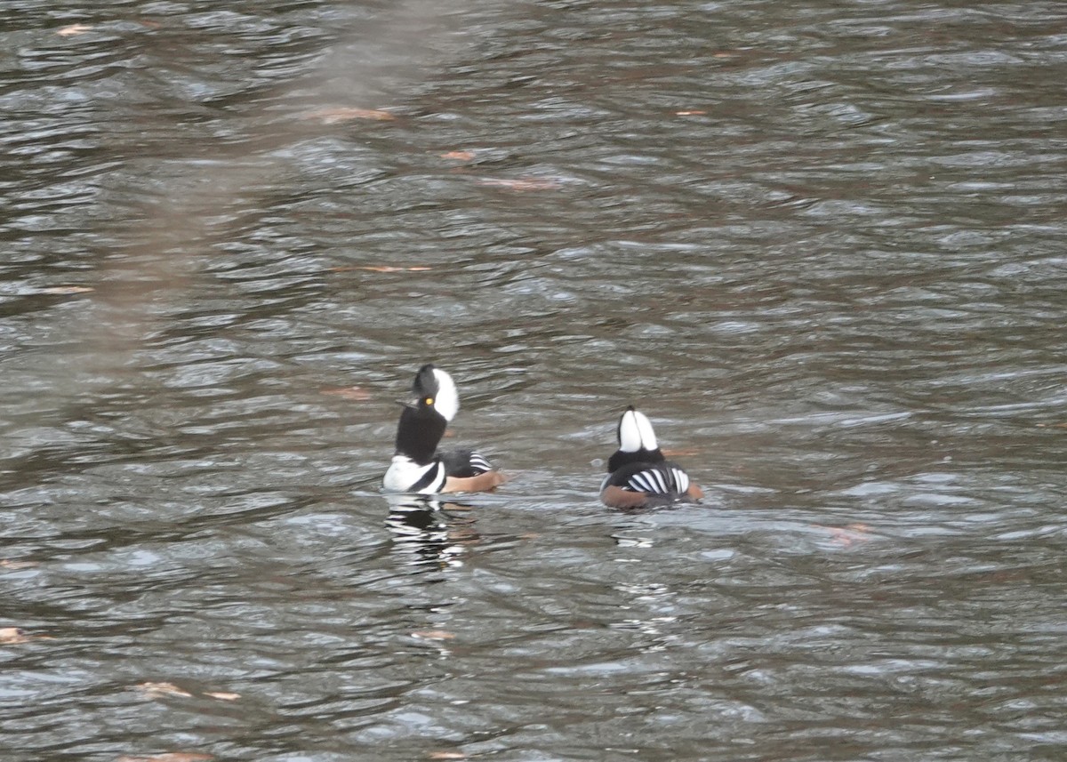 Hooded Merganser - ML627369169