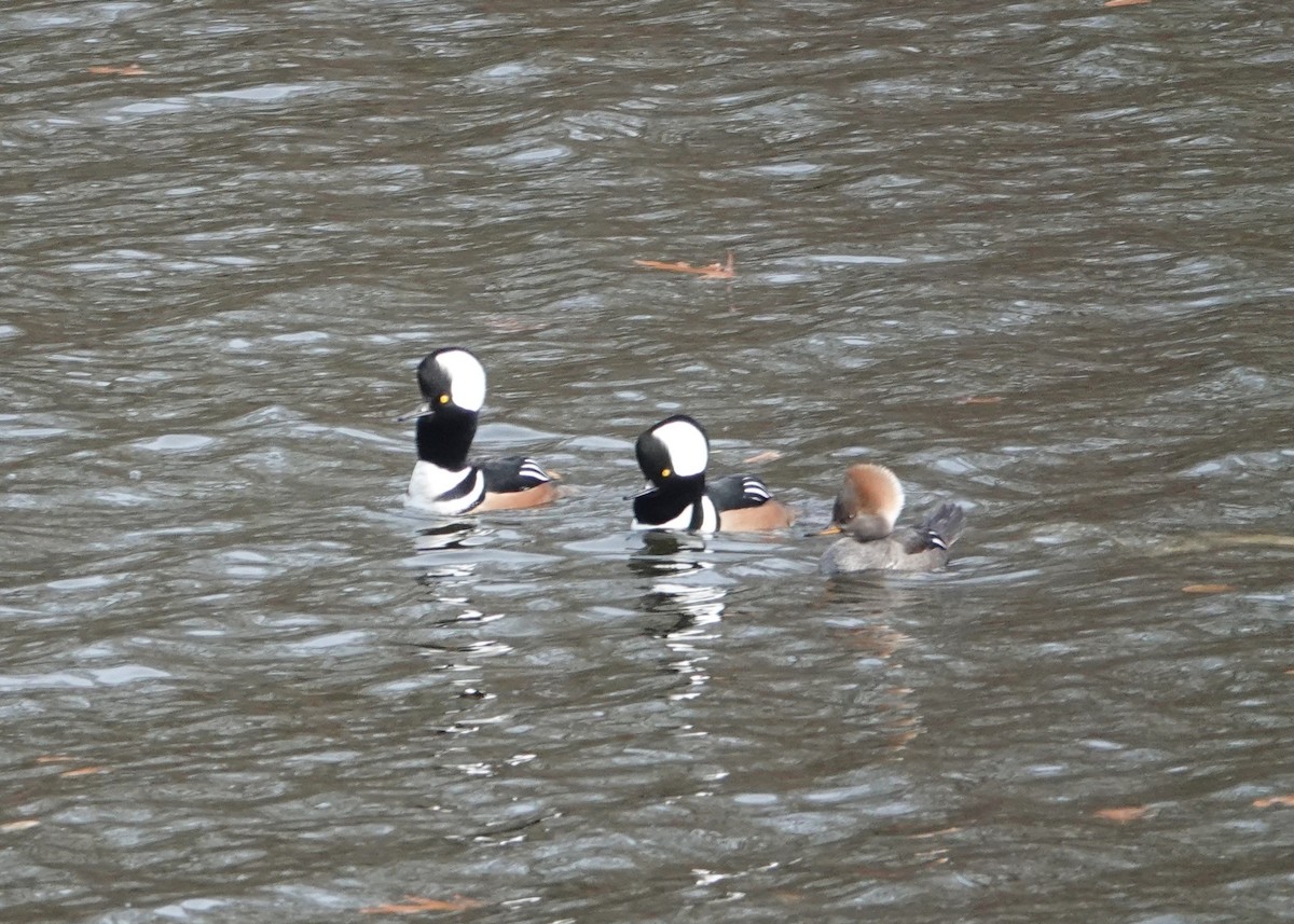 Hooded Merganser - ML627369170