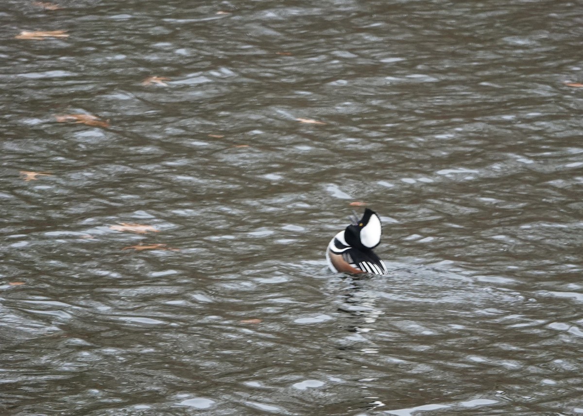 Hooded Merganser - ML627369171