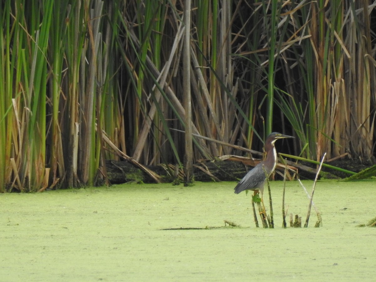 Green Heron - ML62736931