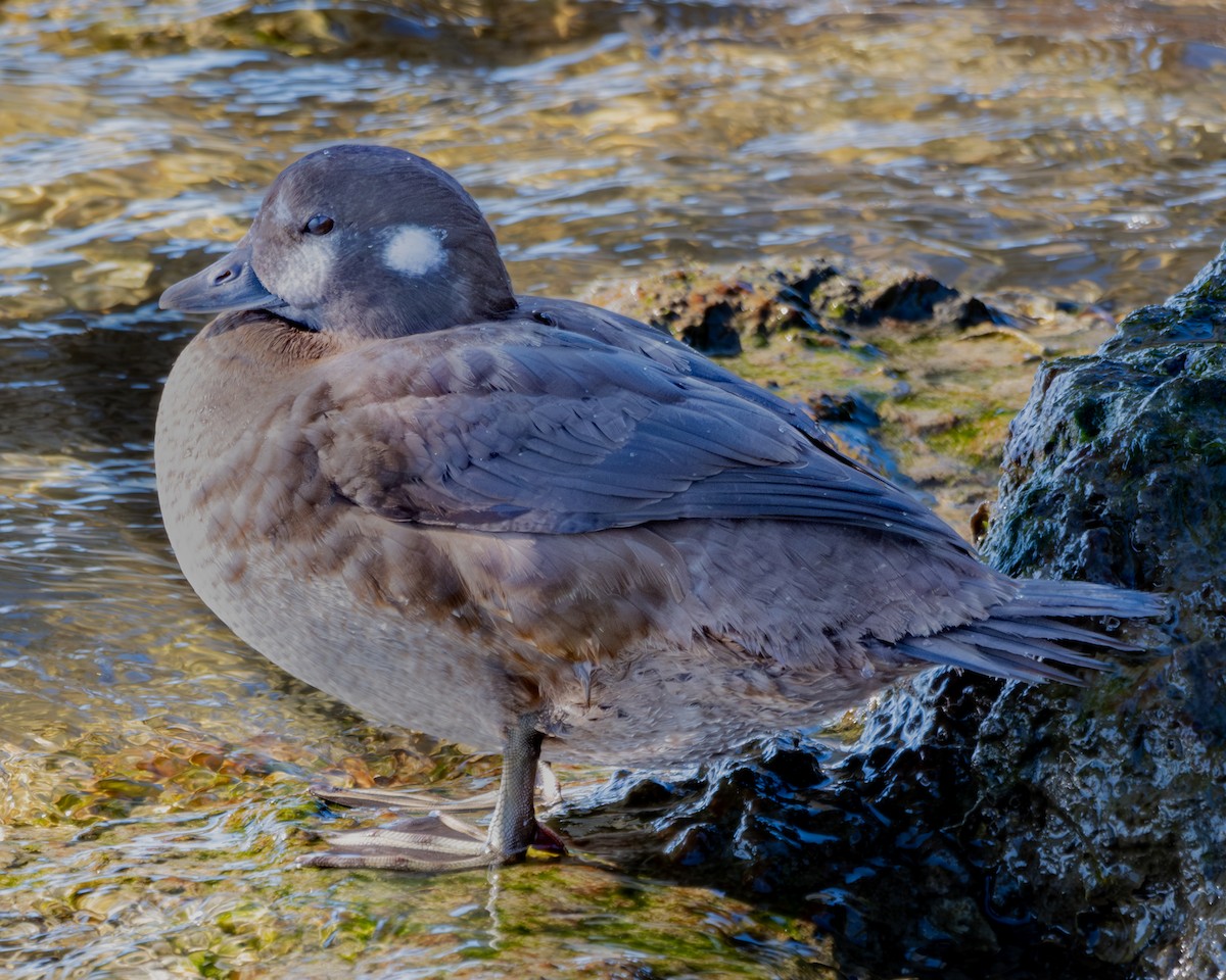 Harlequin Duck - ML627369312