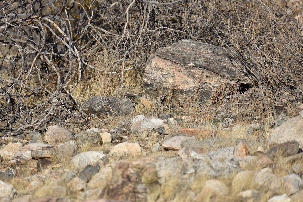Cactus Wren - ML627369327