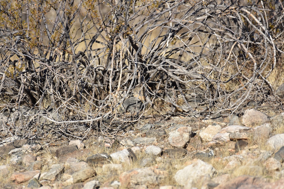 Cactus Wren - ML627369328