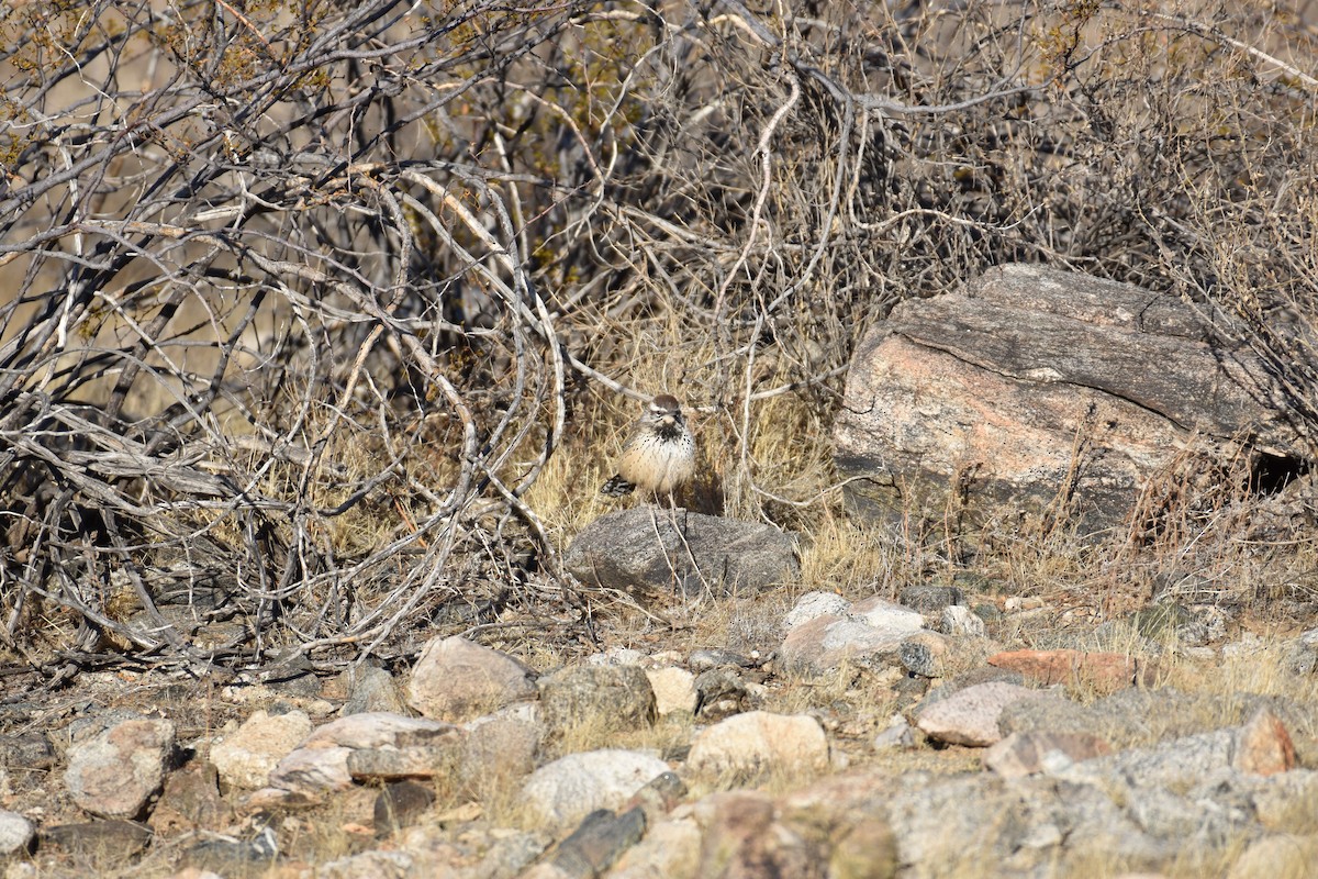 Cactus Wren - ML627369329