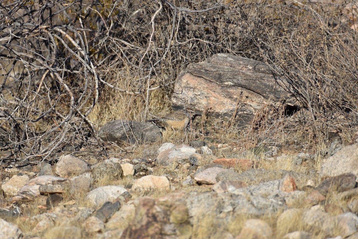 Cactus Wren - ML627369330