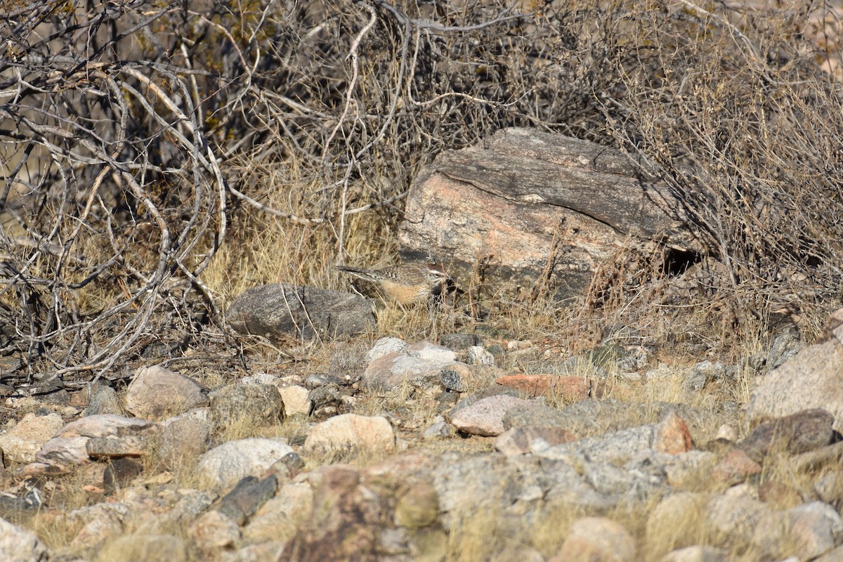 Cactus Wren - ML627369331