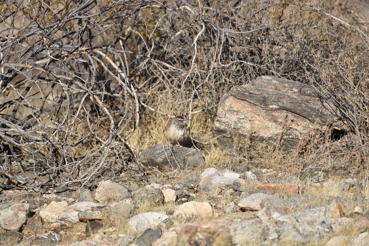 Cactus Wren - ML627369332