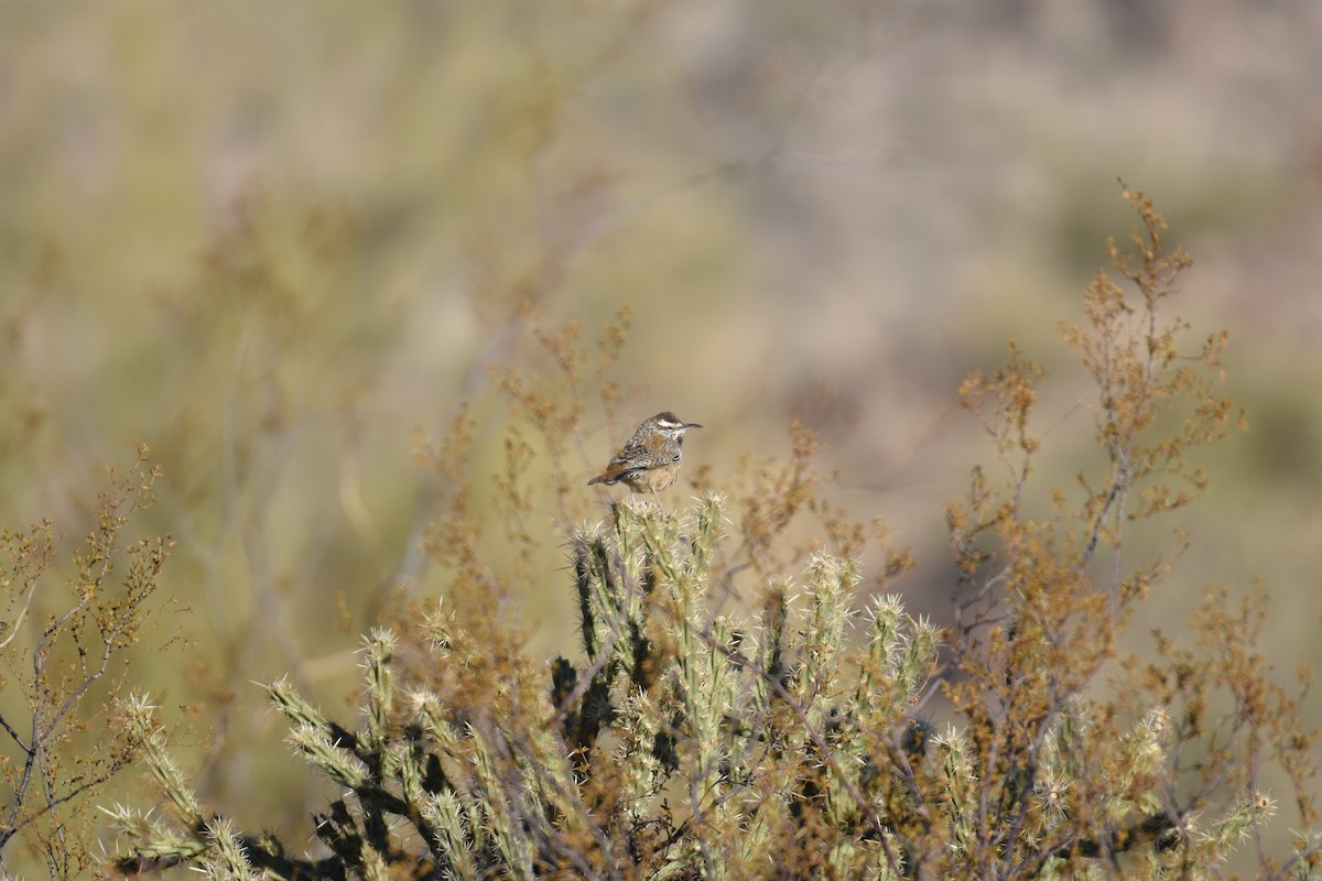 Cactus Wren - ML627369333