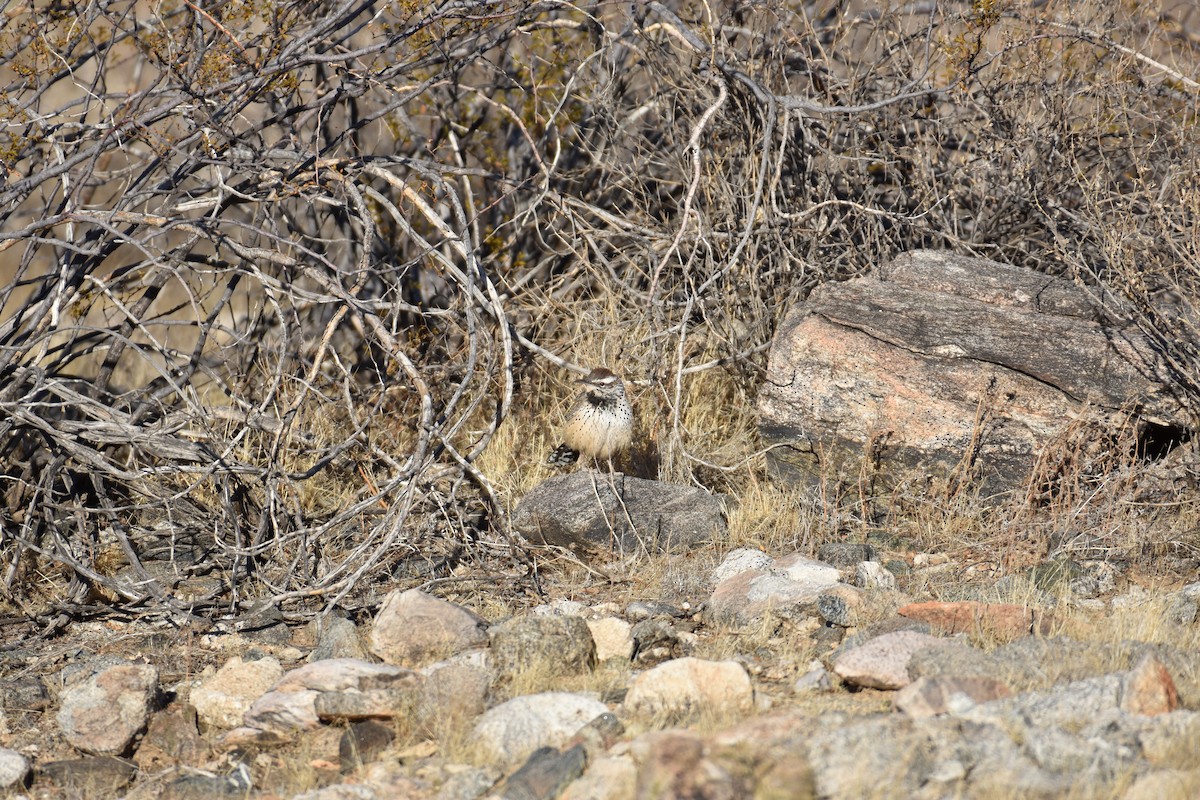 Cactus Wren - ML627369334