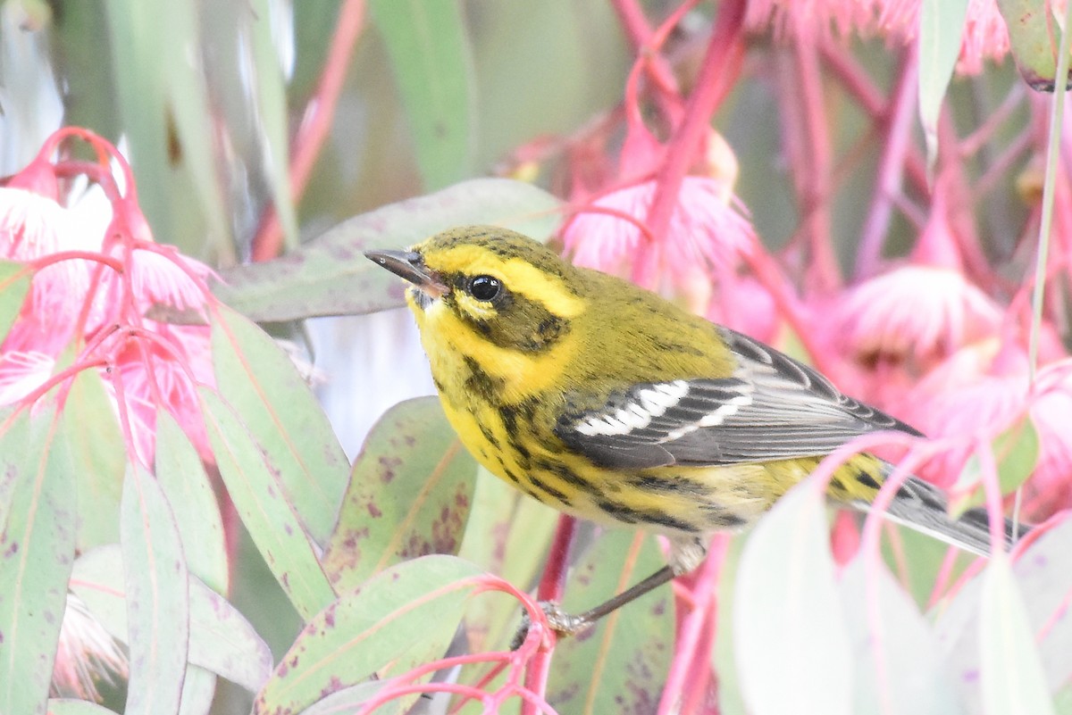 Townsend's Warbler - ML627369512