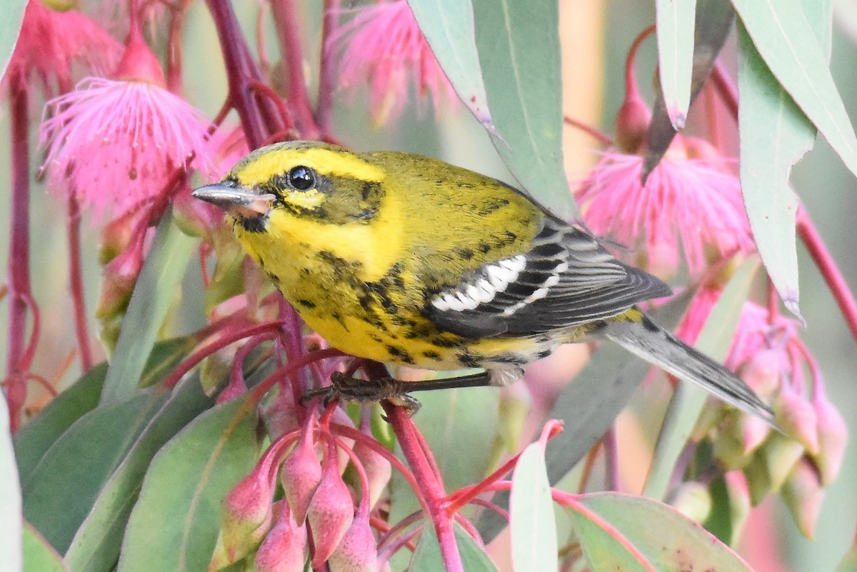 Townsend's Warbler - ML627369513