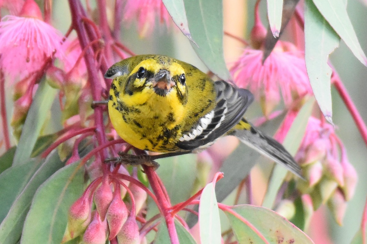 Townsend's Warbler - ML627369514