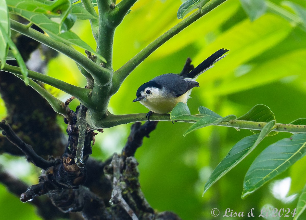 Creamy-bellied Gnatcatcher - ML627369567