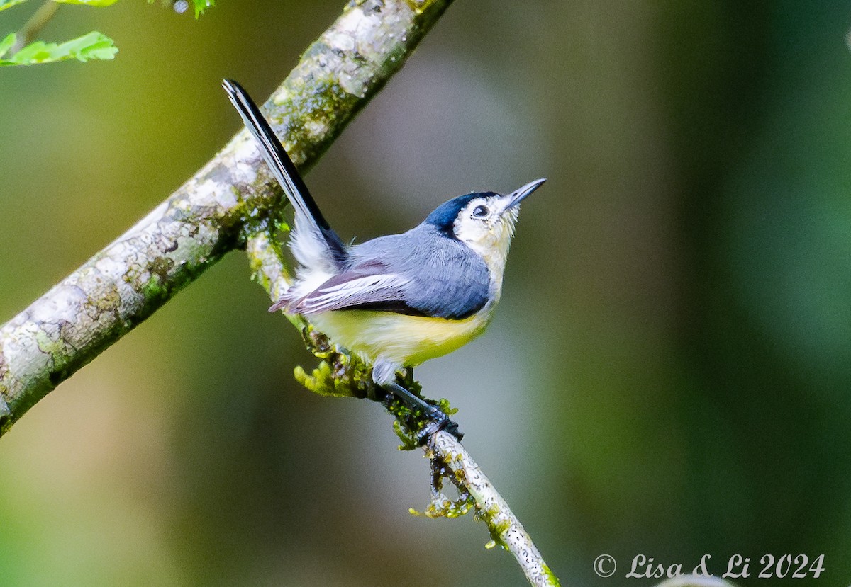 Creamy-bellied Gnatcatcher - ML627369568