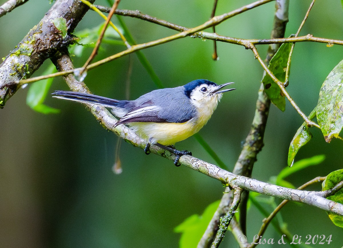 Creamy-bellied Gnatcatcher - ML627369569