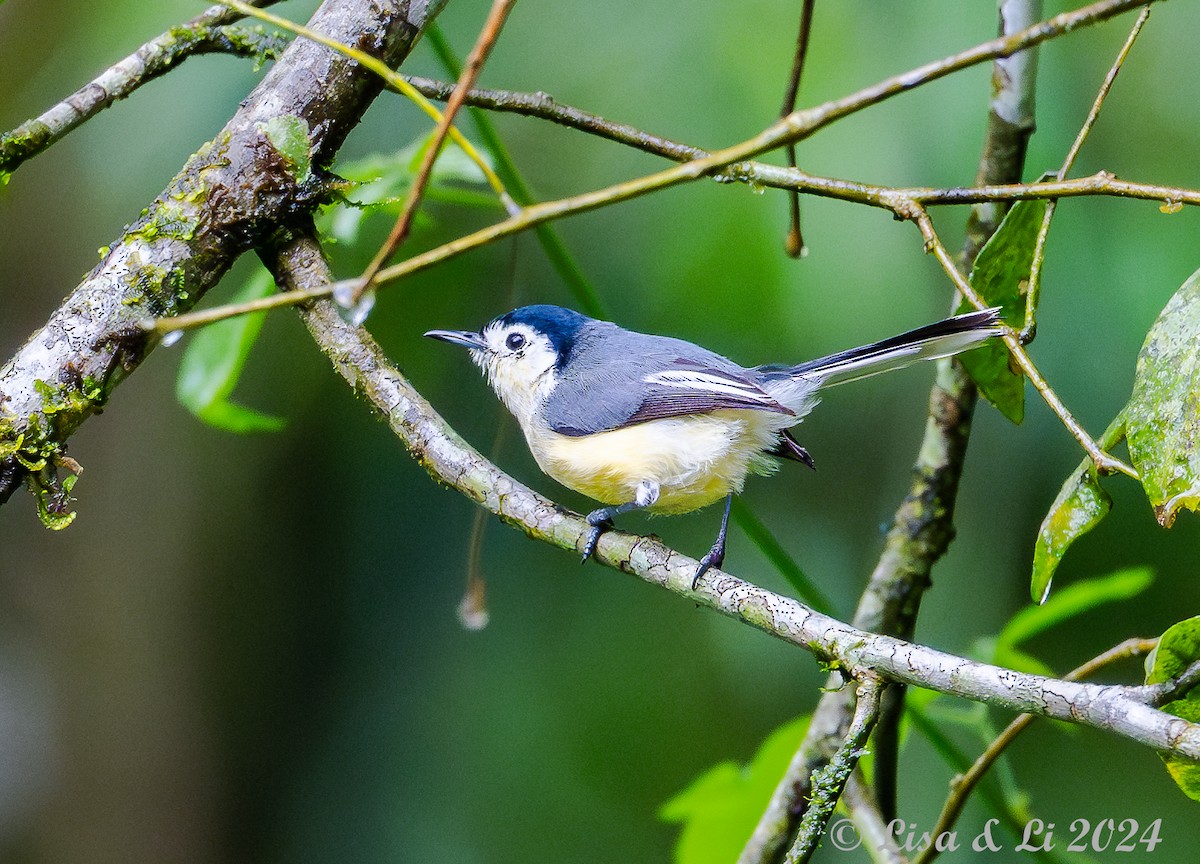 Creamy-bellied Gnatcatcher - ML627369570