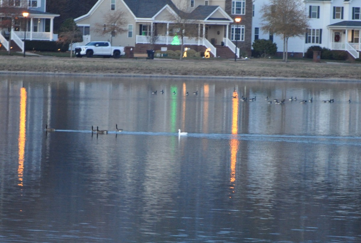 Ross's Goose - ML627369640