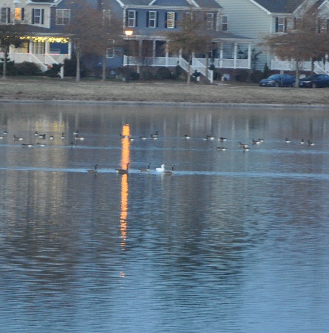 Ross's Goose - ML627369641