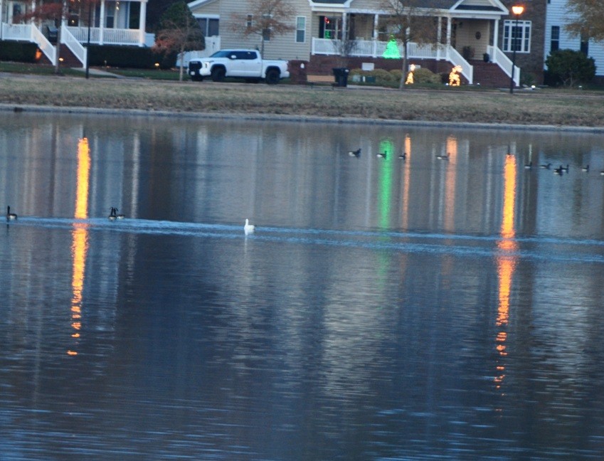 Ross's Goose - ML627369642
