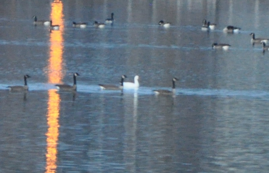 Ross's Goose - ML627369643