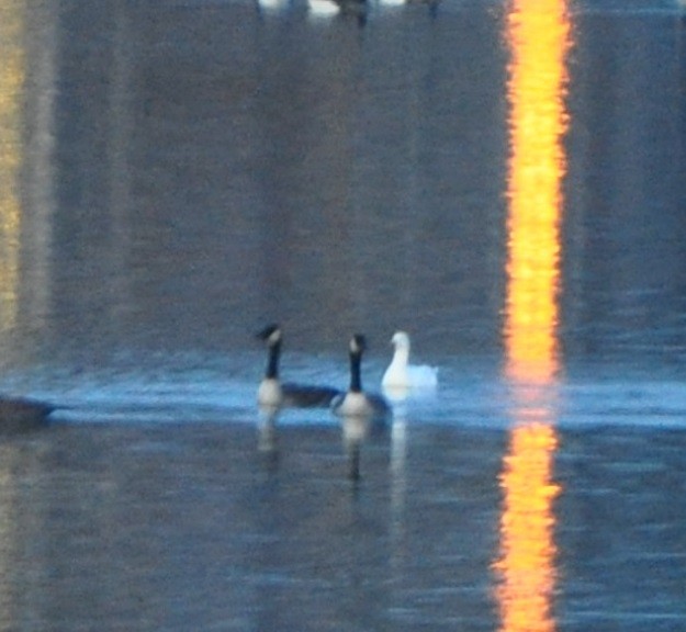 Ross's Goose - ML627369644