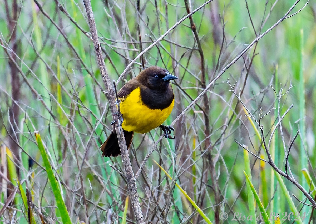 Yellow-rumped Marshbird - ML627369653