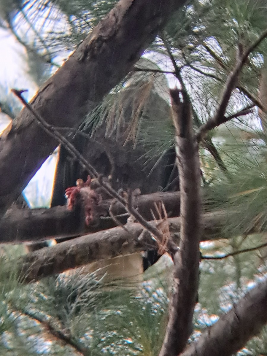 Bald Eagle - ML627369663