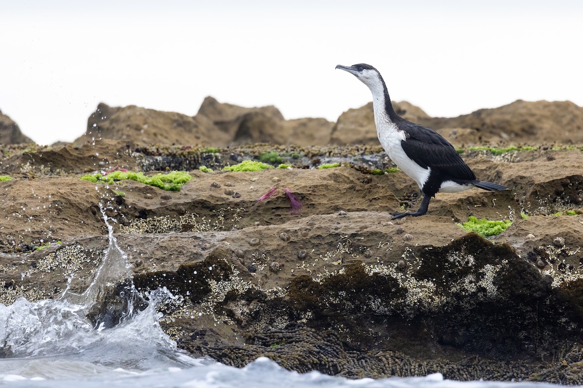 Black-faced Cormorant - ML627369675