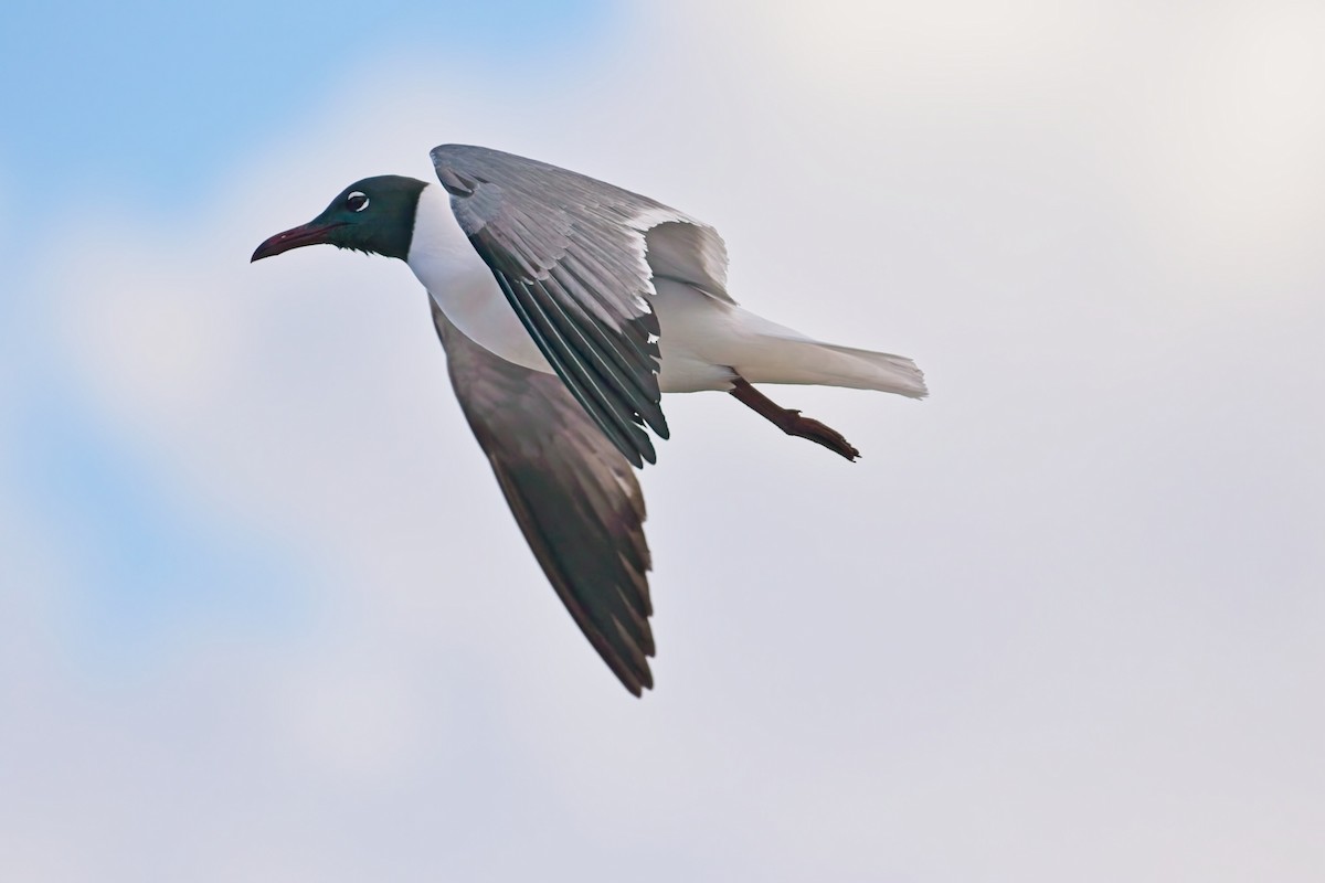 Laughing Gull - ML627369751