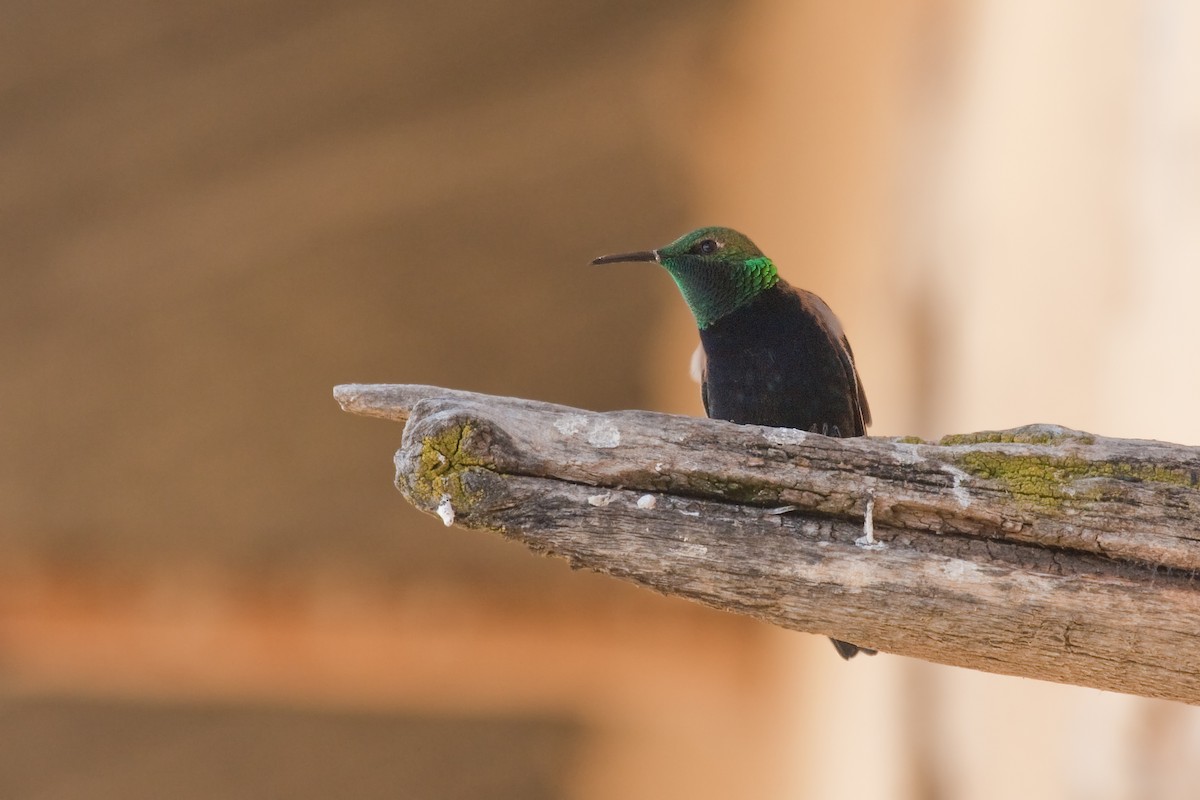 Black-breasted Hillstar - ML627369755