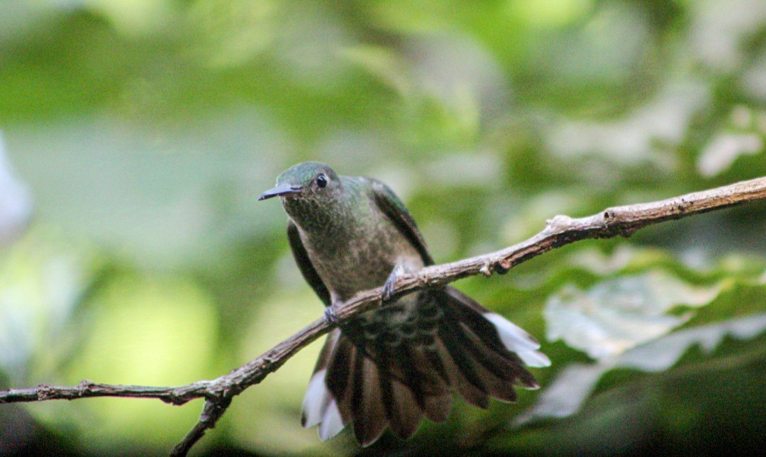 Colibri de Cuvier - ML627369766