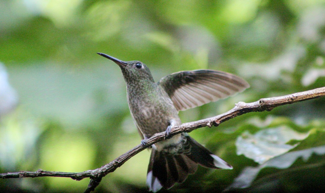 Colibri de Cuvier - ML627369767