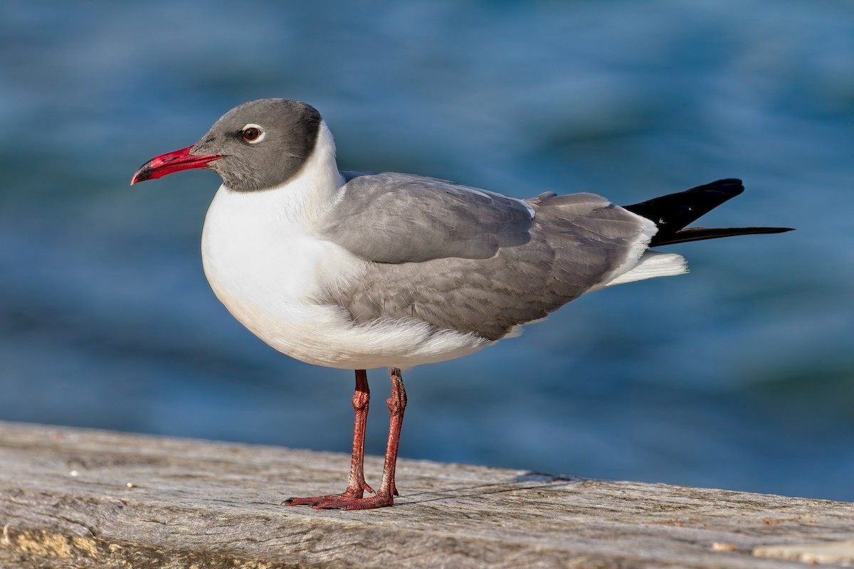 Laughing Gull - ML627369770