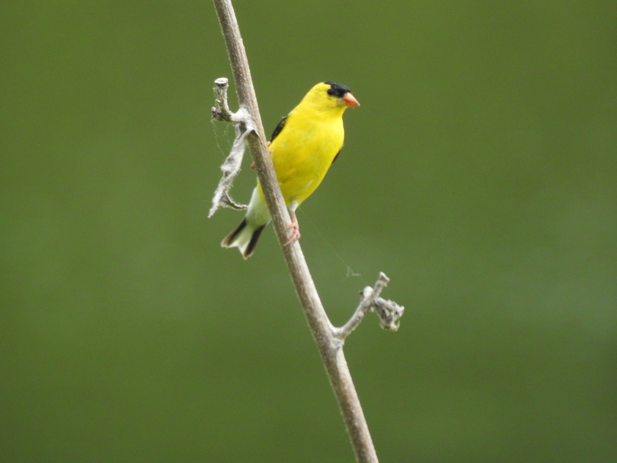 Chardonneret jaune - ML62736981