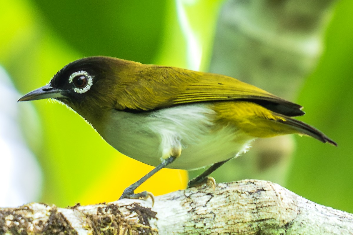 Seram White-eye - ML627369849