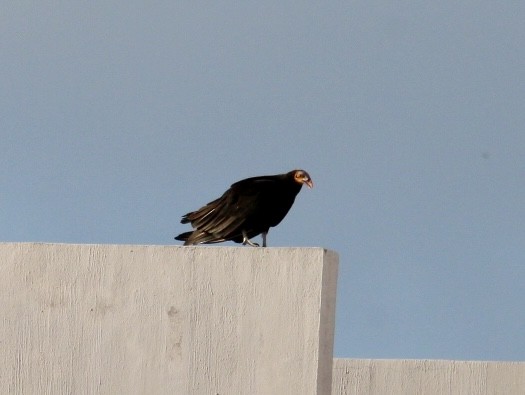 Lesser Yellow-headed Vulture - ML627369902