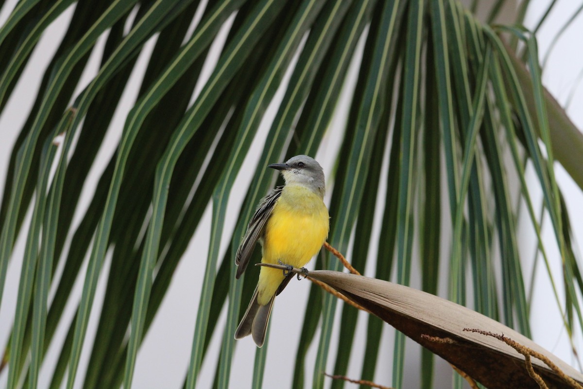 Tropical Kingbird - ML627369913