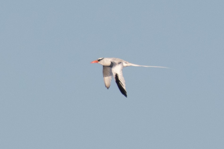 Red-billed Tropicbird - ML627369953