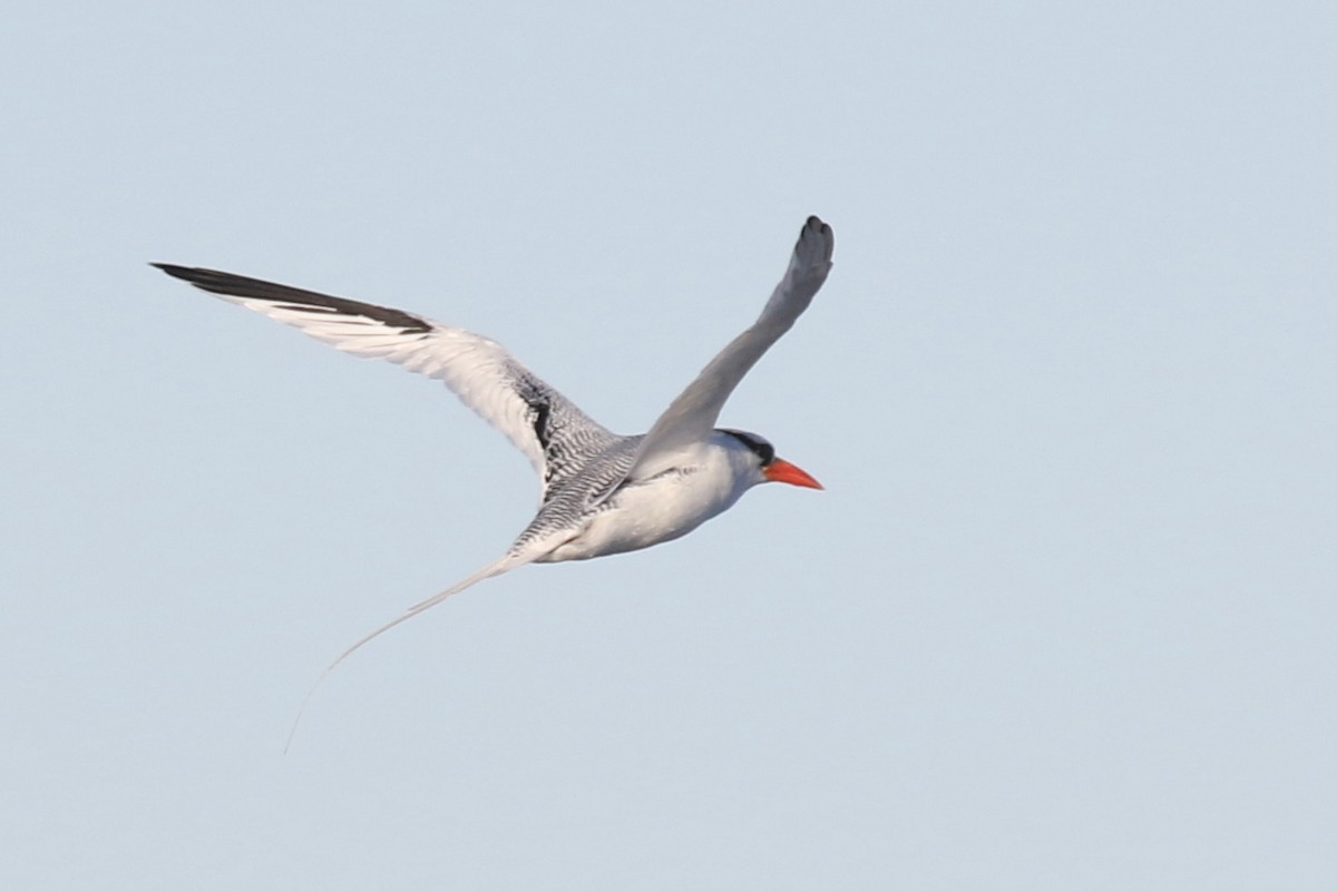 Red-billed Tropicbird - ML627369954