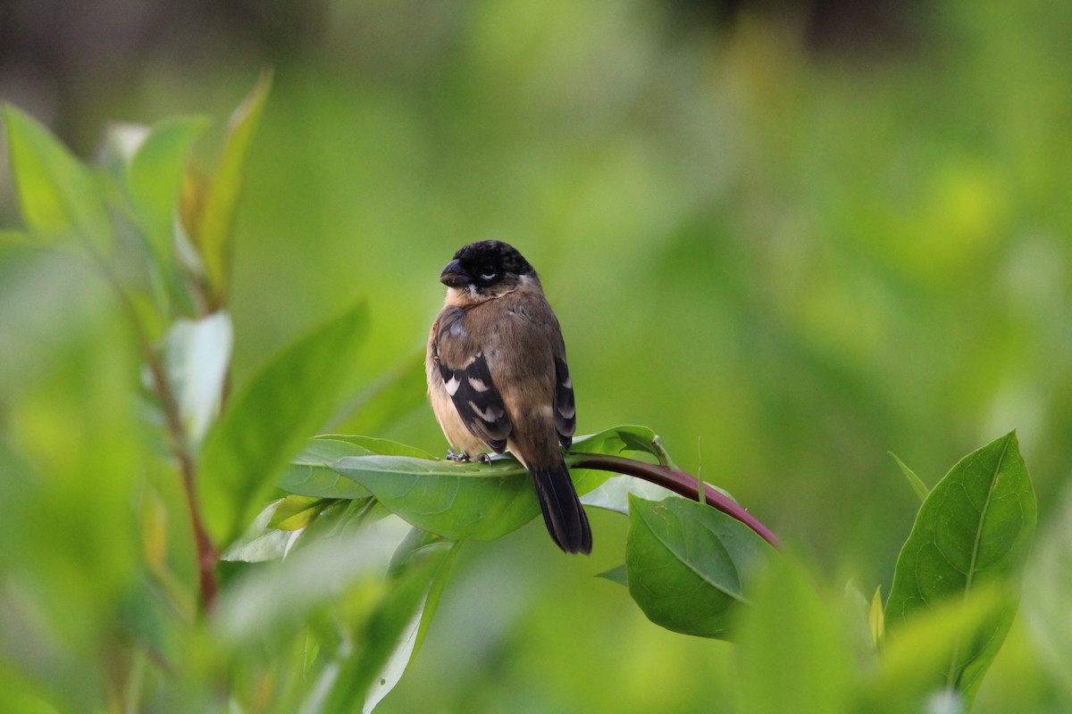 Morelet's Seedeater - ML627369955