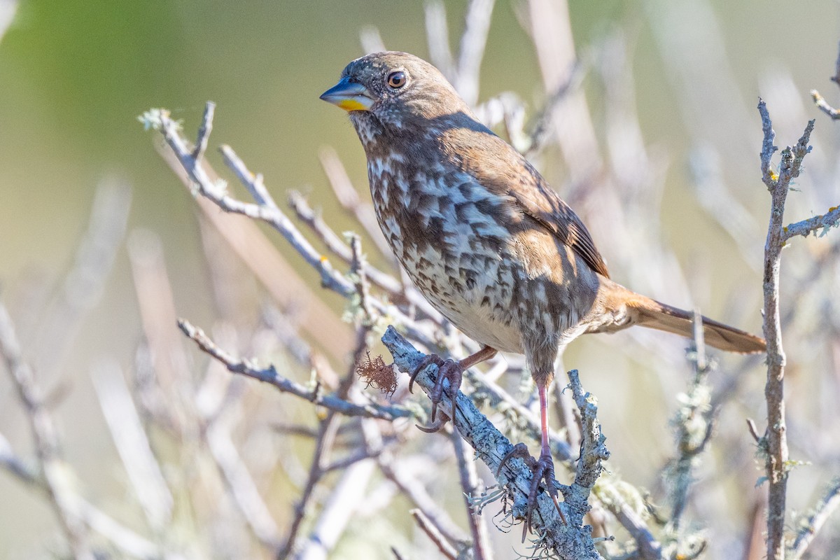 Fox Sparrow (Sooty) - ML627370006