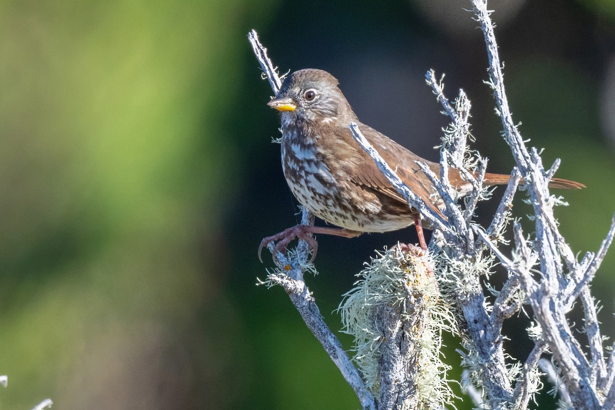 Fox Sparrow (Sooty) - ML627370010