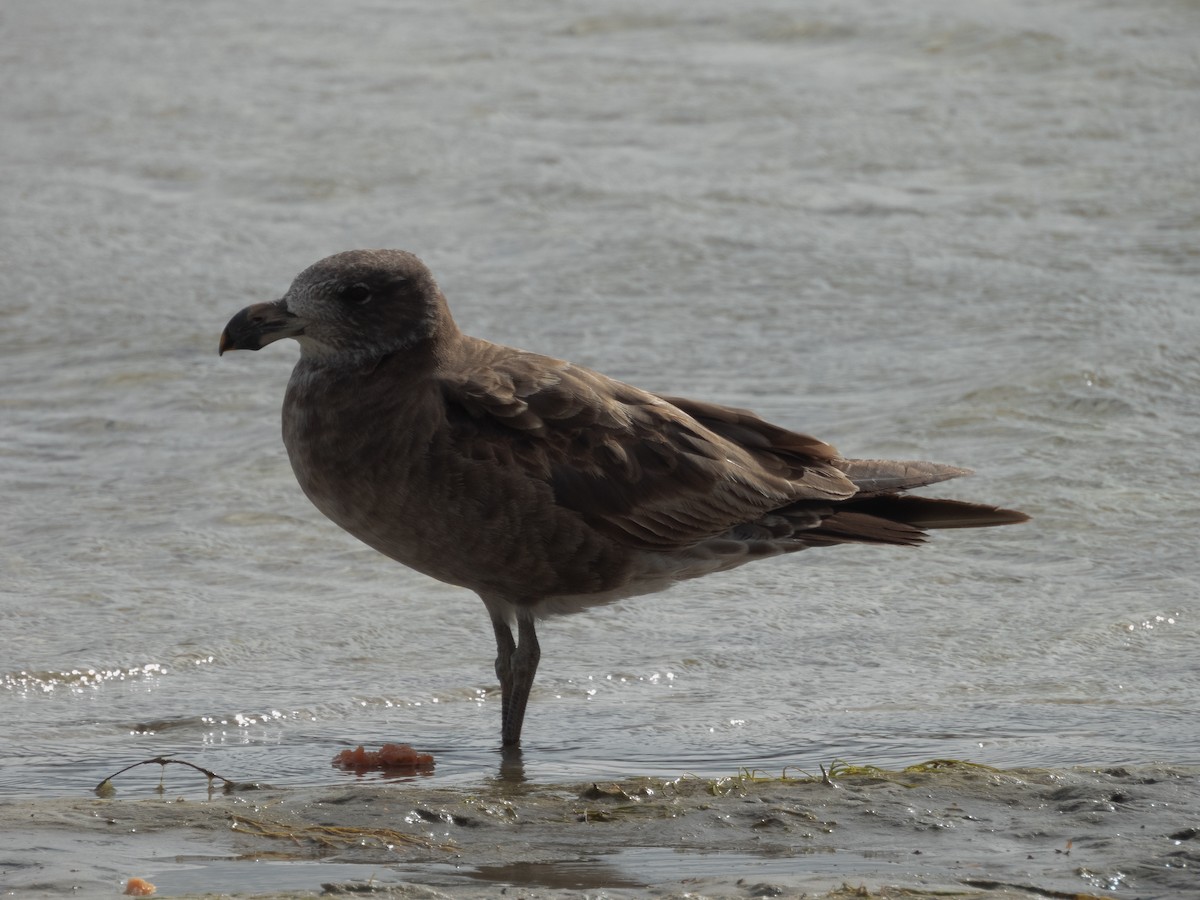 Pacific Gull - ML627370473
