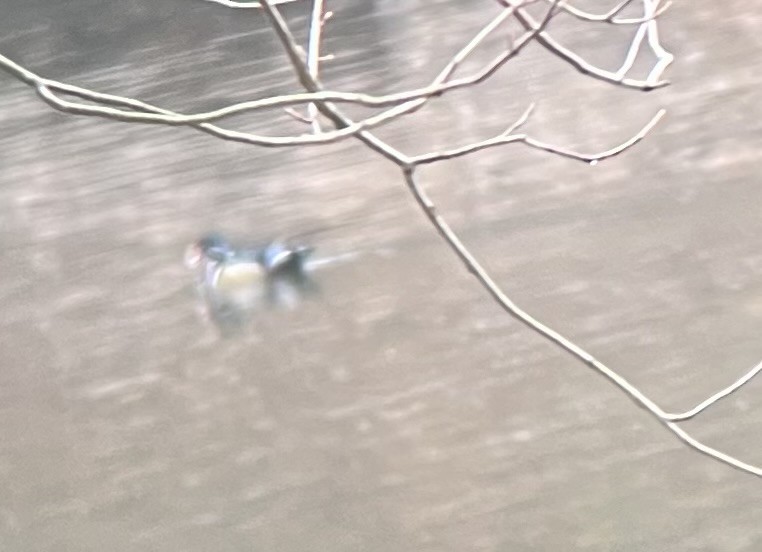 Wood Duck - ML627370505